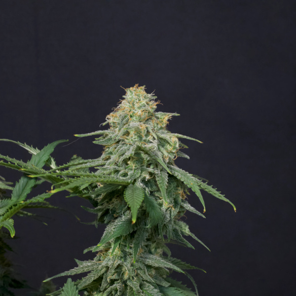 Wedding Cheesecake FF (FastBuds) feminisiert