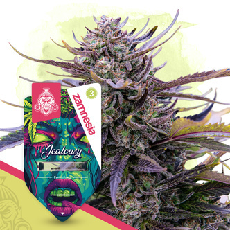 Jealousy (Zamnesia Seeds) feminisiert