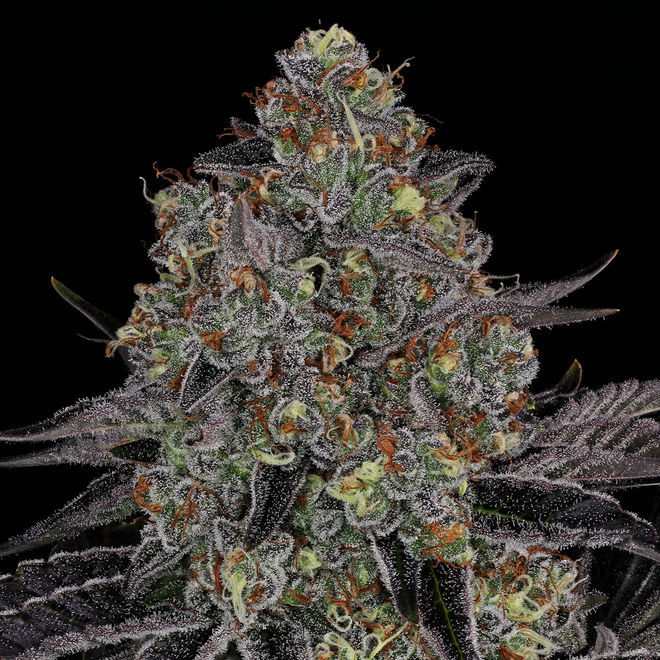 Black Orchid | Zamnesia Seeds