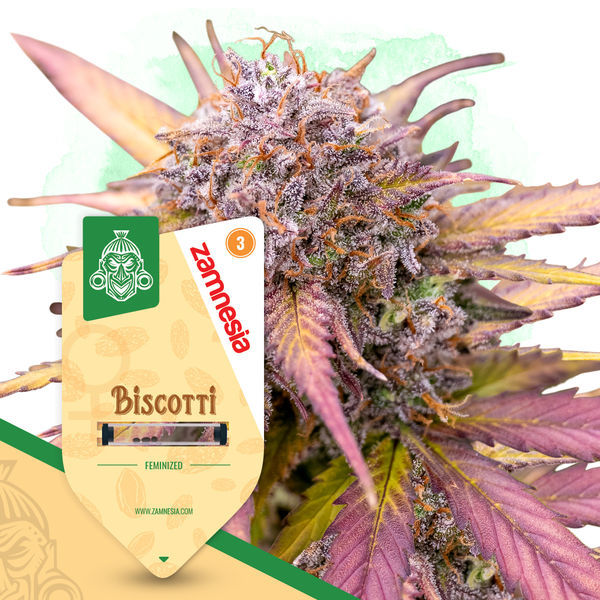 Biscotti (Zamnesia Seeds) feminisiert