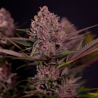 Biscotti (Zamnesia Seeds) feminisiert