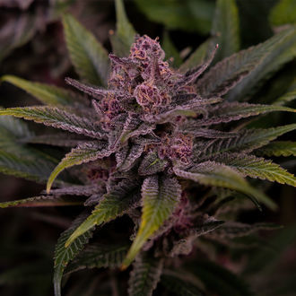 Biscotti (Zamnesia Seeds) feminisiert