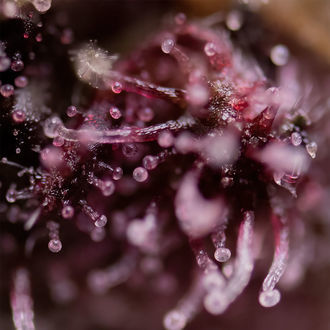 Biscotti (Zamnesia Seeds) feminisiert