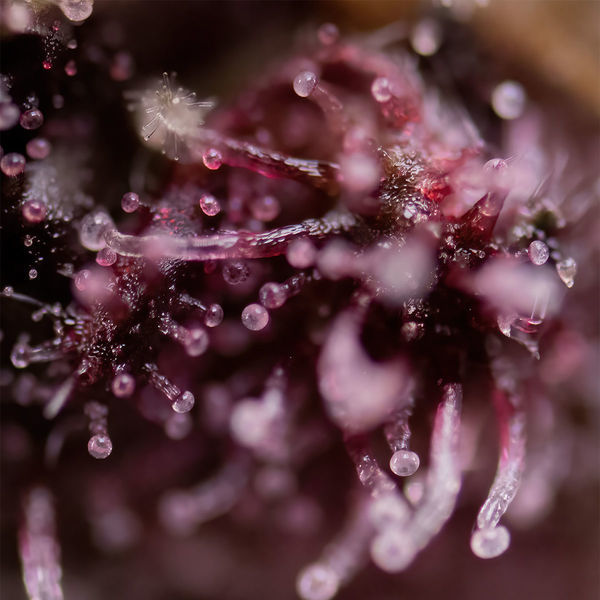 Biscotti (Zamnesia Seeds) feminisiert