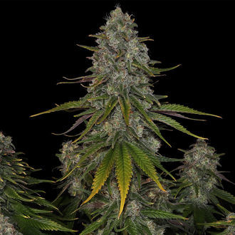 Strawberry Cough (Zamnesia Seeds) feminisiert