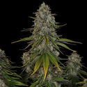Strawberry Cough (Zamnesia Seeds) feminisiert