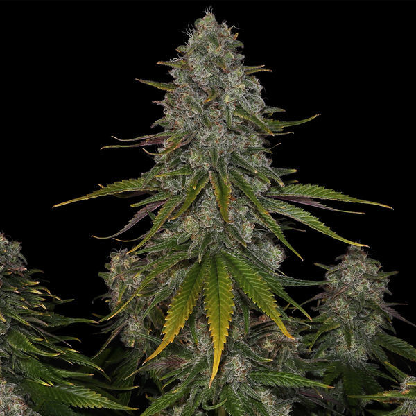 Strawberry Cough (Zamnesia Seeds) feminisiert