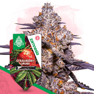 Strawberry Cough (Zamnesia Seeds) feminisiert