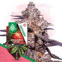 Strawberry Cough (Zamnesia Seeds) feminisiert