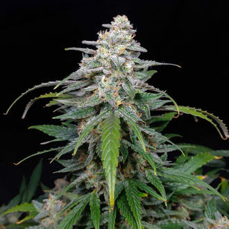 Biscotti Automatic (Zamnesia Seeds) feminisiert