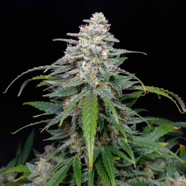 Biscotti Automatic (Zamnesia Seeds) feminisiert
