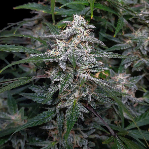 Biscotti Automatic (Zamnesia Seeds) feminisiert
