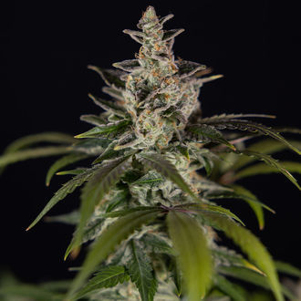 Black Orchid Automatic (Zamnesia Seeds) feminisiert