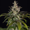 Black Orchid Automatic (Zamnesia Seeds) feminisiert