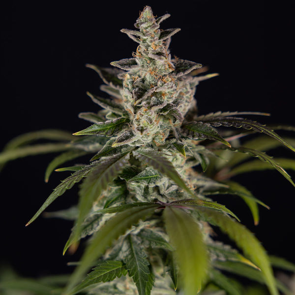 Black Orchid Automatic (Zamnesia Seeds) feminisiert