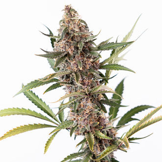 Black Orchid Automatic (Zamnesia Seeds) feminisiert