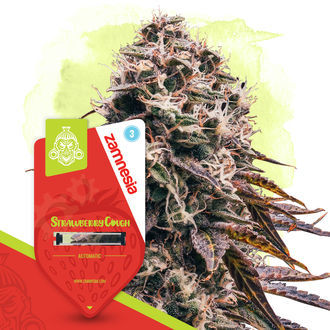 Strawberry Cough Automatic (Zamnesia Seeds) feminisiert Strawberry Cough Automatic (Zamnesia Seeds) feminisiert