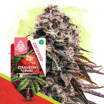 Strawberry Cough Automatic (Zamnesia Seeds) feminisiert
