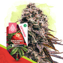 Strawberry Cough Automatic (Zamnesia Seeds) feminisiert