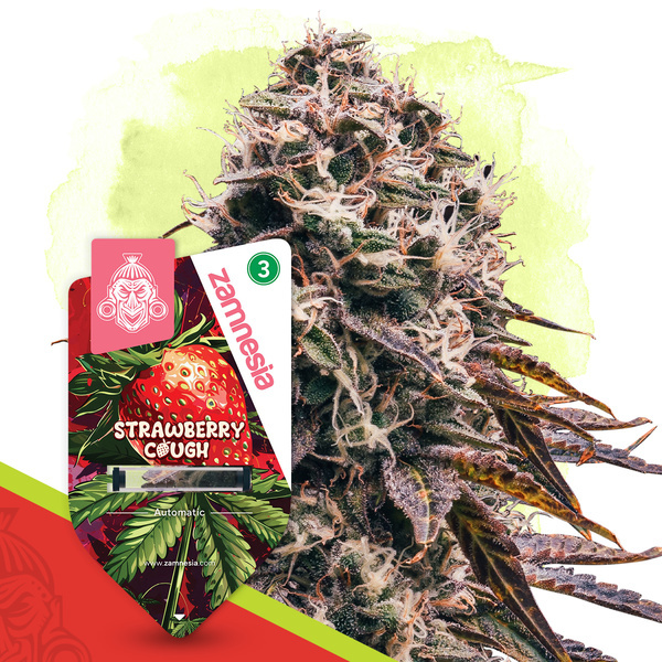 Strawberry Cough Automatic (Zamnesia Seeds) feminisiert