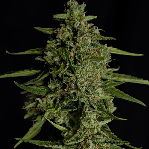 Medusa F1 Automatic (Royal Queen Seeds) feminisiert