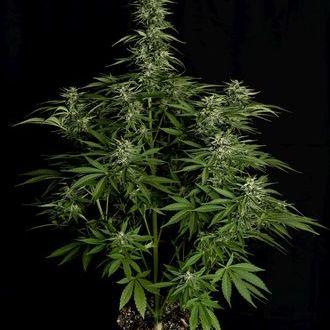 Hyperion F1 Automatic (Royal Queen Seeds) feminisiert