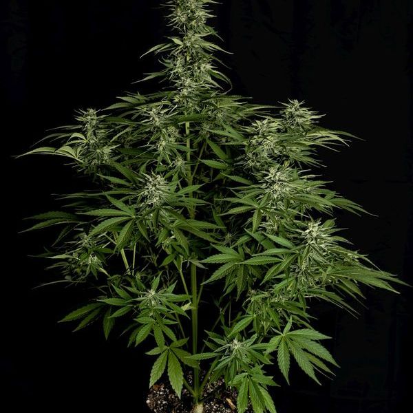 Hyperion F1 Automatic (Royal Queen Seeds) feminisiert