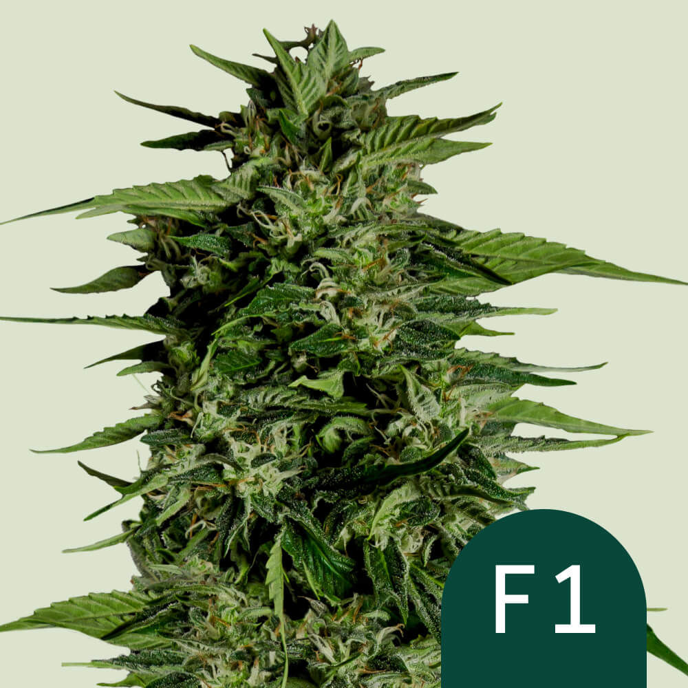 Hyperion F1 Auto (Royal Queen Seeds)