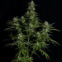 Titan F1 Automatic (Royal Queen Seeds) feminisiert