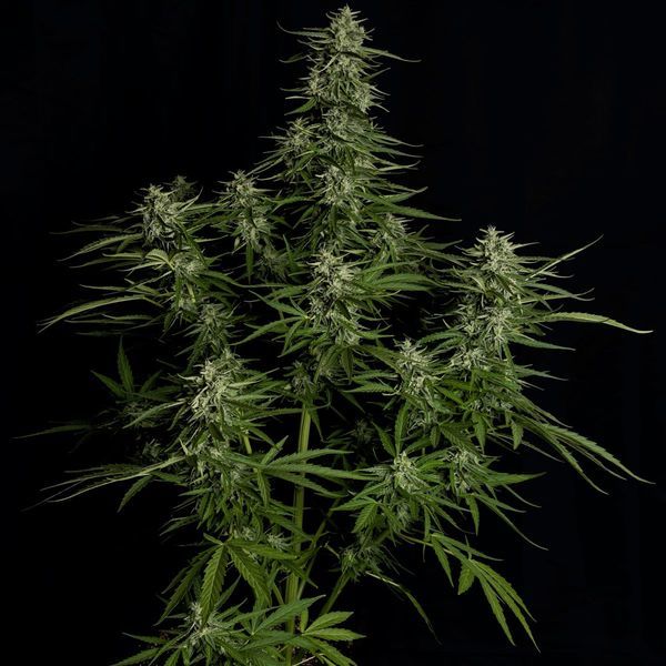Titan F1 Automatic (Royal Queen Seeds) feminisiert