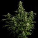 Milky Way F1 Automatic (Royal Queen Seeds) feminisiert