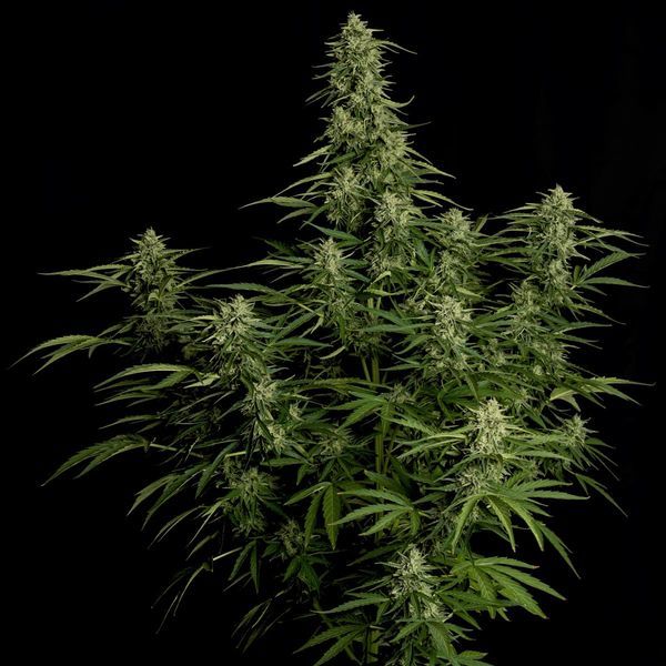 Milky Way F1 Automatic (Royal Queen Seeds) feminisiert