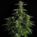 Orion F1 Auto (Royal Queen Seeds) feminisiert