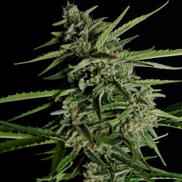 Orion F1 Auto (Royal Queen Seeds) feminisiert