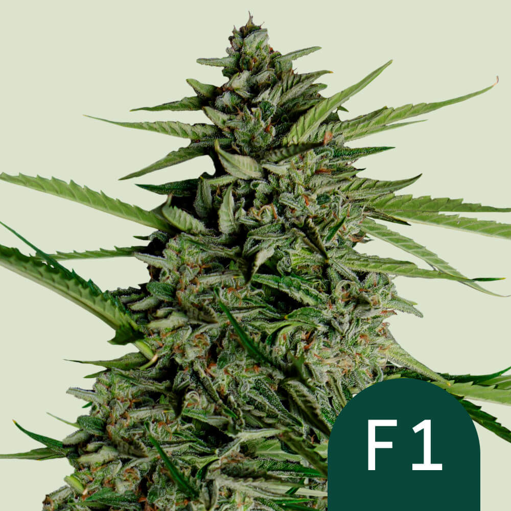 Orion F1 Feminisiert (Royal Queen Seeds)