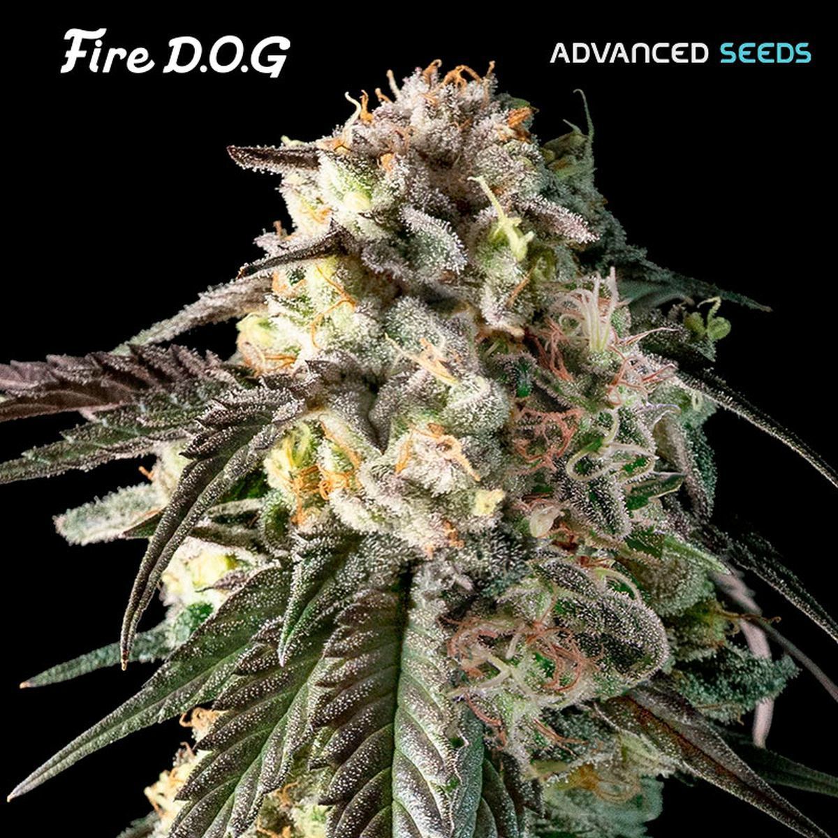 Catahoula Feminisiert (Lucky Dog Seeds)