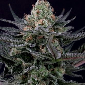 Caramba (Paradise Seeds) feminisiert Caramba (Paradise Seeds) feminisiert