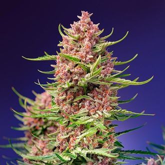 Strawberry Cola Sherbet F1 Fast Version (Sweet Seeds) feminisiert Strawberry Cola Sherbet F1 Fast Version (Sweet Seeds) feminisiert