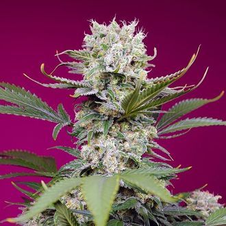 Sweet Mandarine Zkittlez XL Auto (Sweet Seeds) feminisiert Sweet Mandarine Zkittlez XL Auto (Sweet Seeds) feminisiert