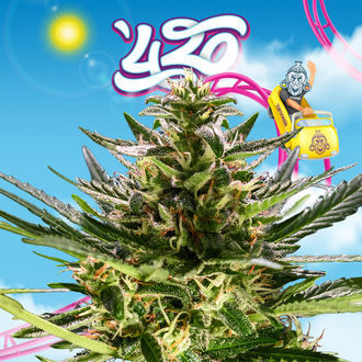 Rollercoaster Haze (Zamnesia Seeds) feminisiert