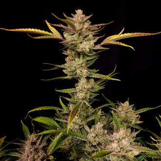 Ztrawberriez Auto (FastBuds) feminisiert