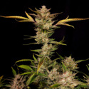 Ztrawberriez Auto (FastBuds) feminisiert