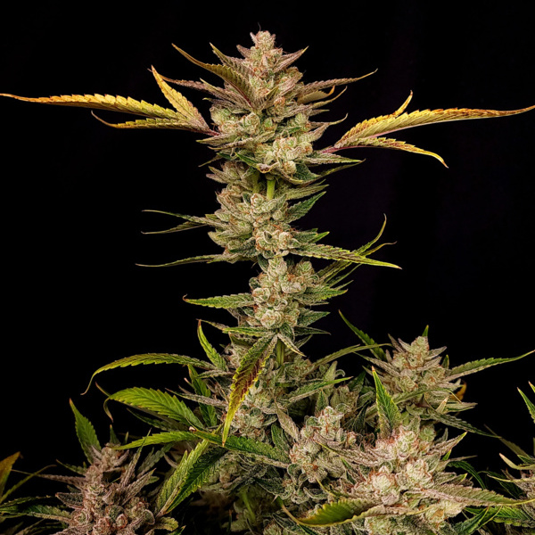 Ztrawberriez Auto (FastBuds) feminisiert