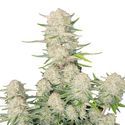 Apricot Auto (FastBuds) feminisiert