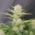 Apricot Auto (FastBuds) feminisiert