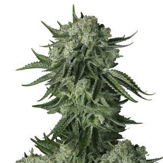 Moby Dick Original Auto (FastBuds) feminisiert Moby Dick Original Auto (FastBuds) feminisiert