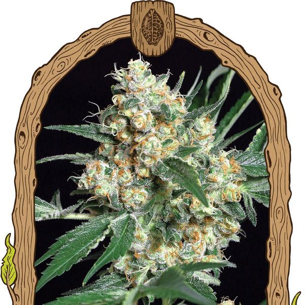 Honey Mints (Exotic Seed) feminisiert