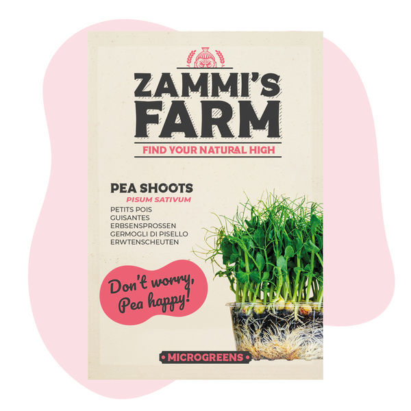 Erbsen (Pisum sativum) Samen