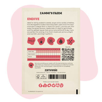 Endivie (Cichorium endivia) Samen