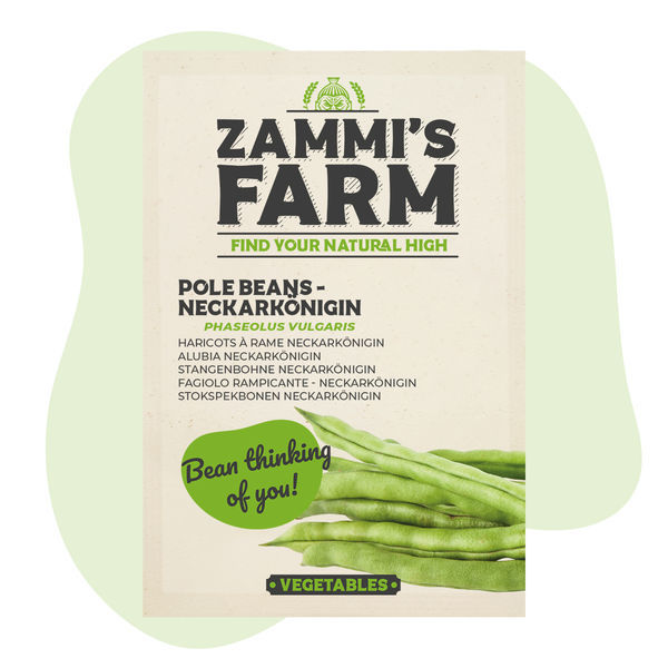Stangenbohne Neckarkönigin (Phaseolus vulgaris) Samen